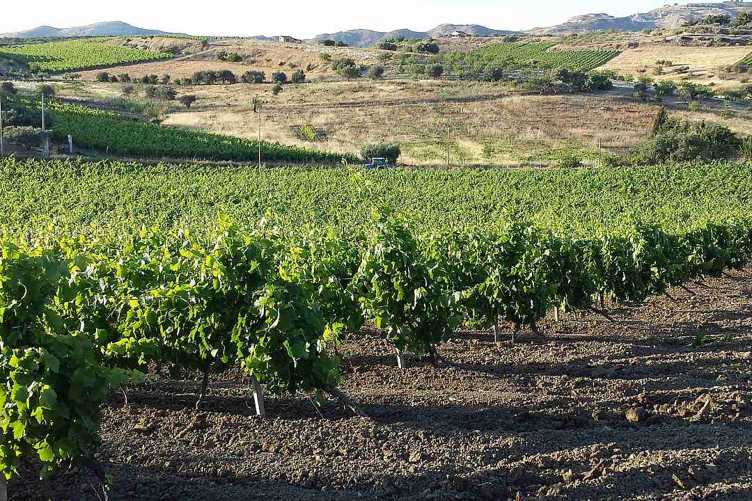 Among the generous lands of the ancient "Feudo di Fauma", it extends the "Tenute Cuffaro" farm