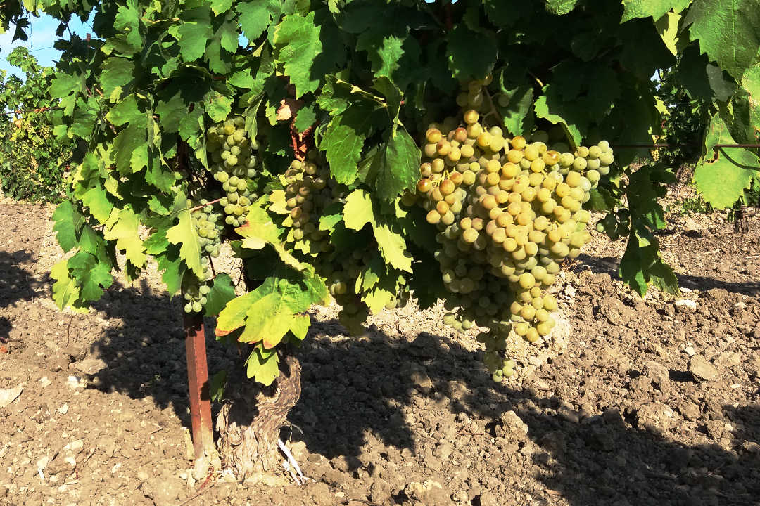 Le varietà coltivate nelle cinque terre delle Tenute riguardano vitigni autoctoni: Nero d'Avola, Catarratto Bianco Lucido ed Inzolia
